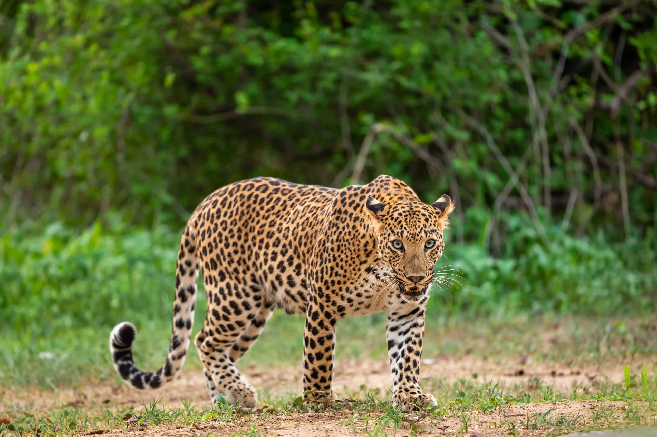 tiger-walking-land