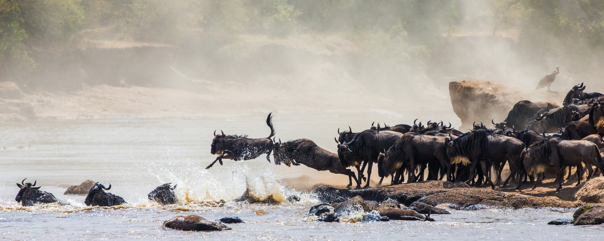 Wildebeest jumping into Mara River. Great Migration. Kenya. Tanz